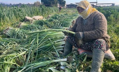 Efeler'de günlük 700 lira yevmiye ile hasat sürüyor!