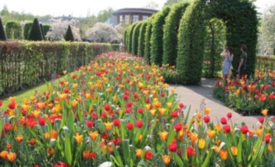 Keukenhof yeryüzündeki cennet