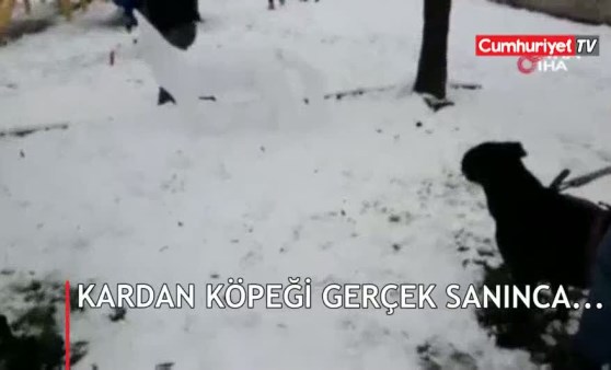 Kardan köpeği gerçek sanınca...