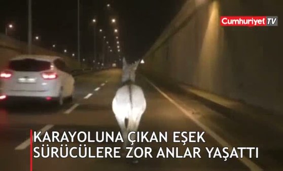 Karayoluna çıkan eşek sürücülere zor anlar yaşattı