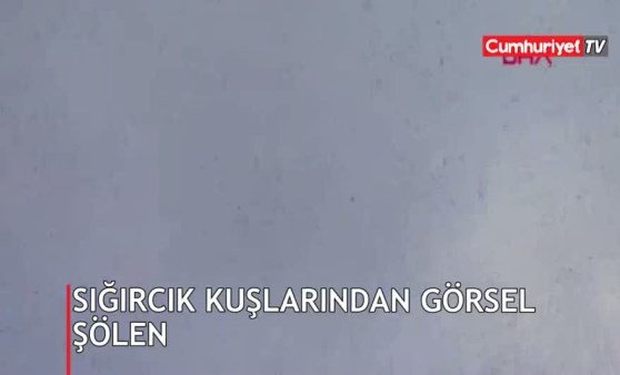 Sığırcık kuşlarından görsel şölen