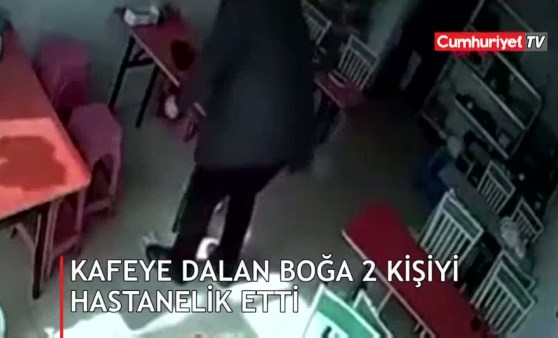 Kafeye dalan boğa 2 kişiyi yaraladı