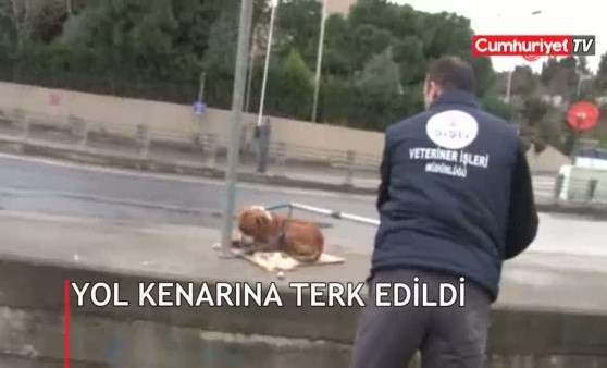 Yol kenarına terk edildi