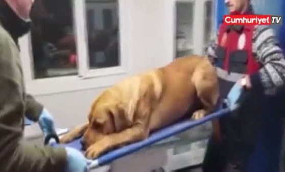 Silivri'de sokak köpeği tüfekle vuruldu