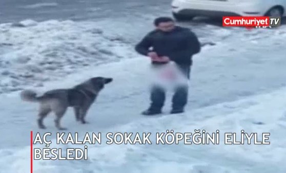 Aç kalan sokak köpeğini eliyle besledi