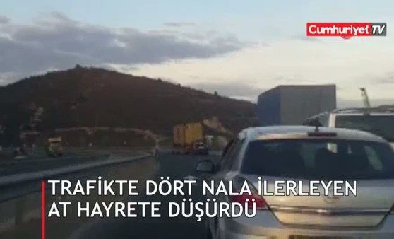 Trafikte dört nala ilerleyen at görenleri hayrete düşürdü