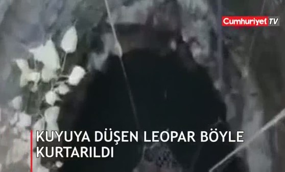 Kuyuya düşen leopar böyle kurtarıldı