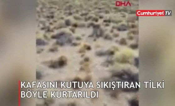 Kafası karton kutuya sıkışan tilkinin imdadına kamyoncu yetişti