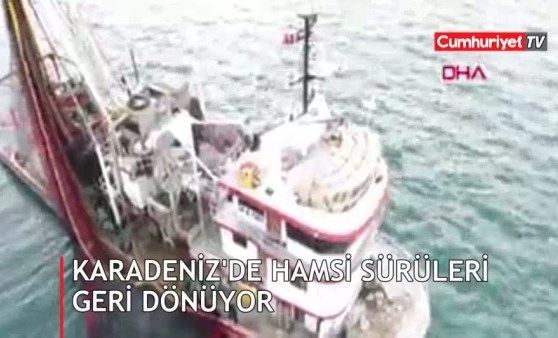 Karadeniz'de hamsi sürüleri geri dönüyor