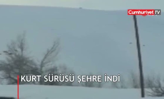 Kurt sürüsü şehre indi