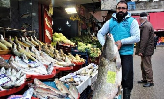 1,5 metrelik 80 kilogram ağırlığında turna yakalandı