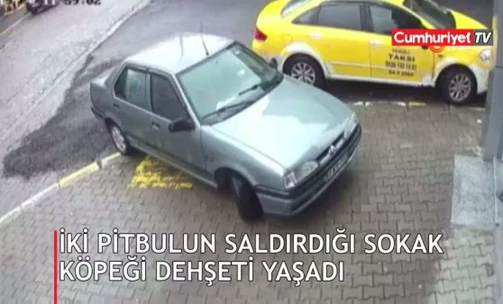 İki pitbulun saldırdığı sokak köpeği dehşeti yaşadı