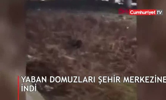 Yaban domuzları şehir merkezine indi