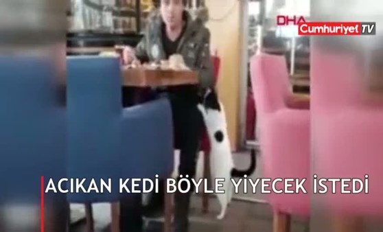 Acıkan kedi, pastanedeki müşteriden böyle yiyecek istedi