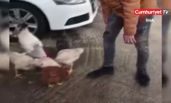 Horoz,yanındaki tavuk alınınca çılgına döndü