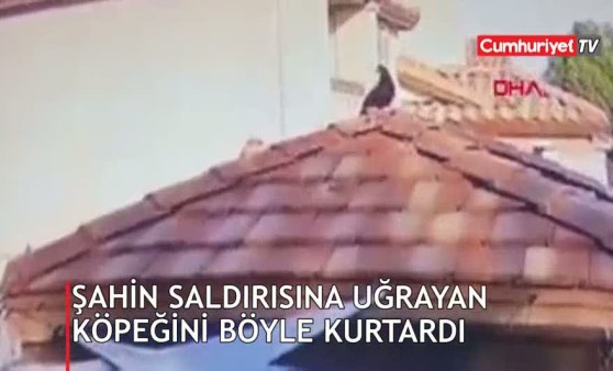 Köpeğini şahinden böyle kurtardı