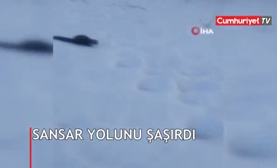 Köyün içinde dolaşırken görüntülendi