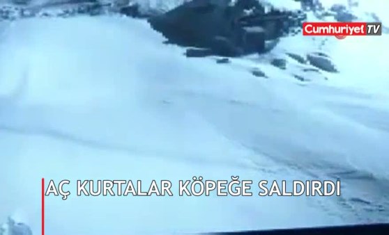 Aç kurtlar köpeğe böyle saldırdı