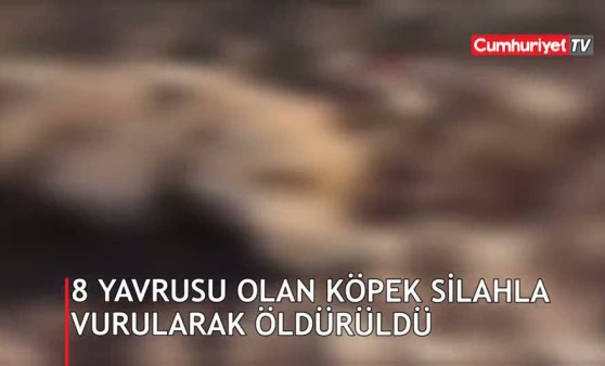 8 yavrusu olan köpek silahla vurularak öldürüldü