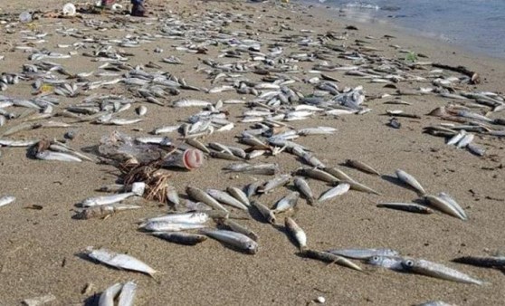 Antalya'da korkutan görüntü! Ekipler harekete geçti