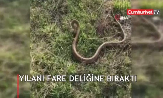 Yılanı kafasından tutup fare deliğine bıraktı