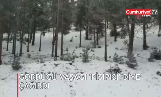 Gördüğü vaşağı “pisi pisi” diye çağırdı