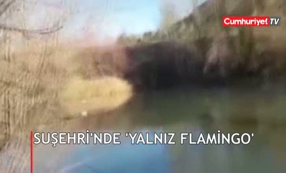 Suşehri'nde 'yalnız flamingo'