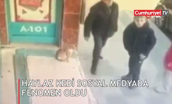 Haylaz kedi sosyal medyada fenomen oldu