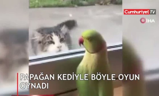 Gözüne kestirdi! Öyle bir şey yaptı ki...