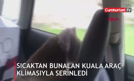 Sıcaktan bunalan koala araç klimasıyla serinledi