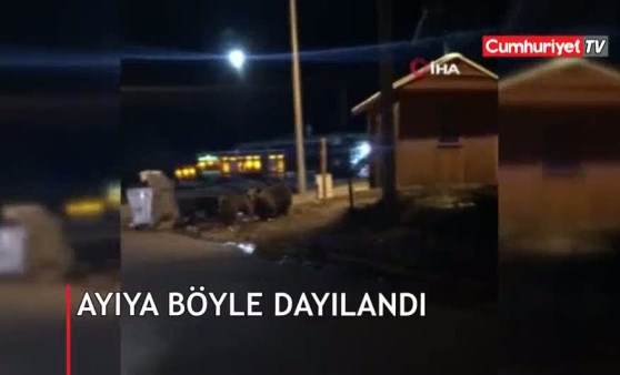 Çöp karıştıran ayıya dayılandı, canını zor kurtardı