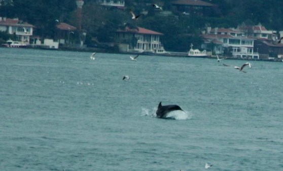 İstanbul Boğazı'nda yunus şöleni (27.03.2019)