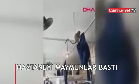 'Maymunlar cehennemi gibi...'