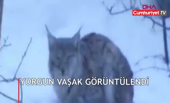 Yorgun vaşak görüntülendi