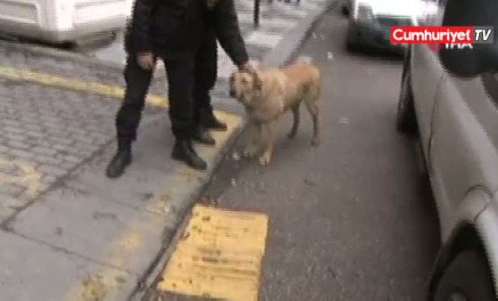 Batıkent'te 16 köpeği katleden zanlılar adliyede