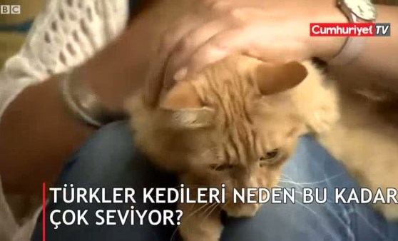 'Türkler kedileri neden bu kadar çok seviyor?'