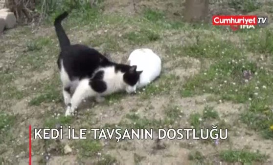 Kedi ile tavşanın dostluğu görenleri şaşırtıyor