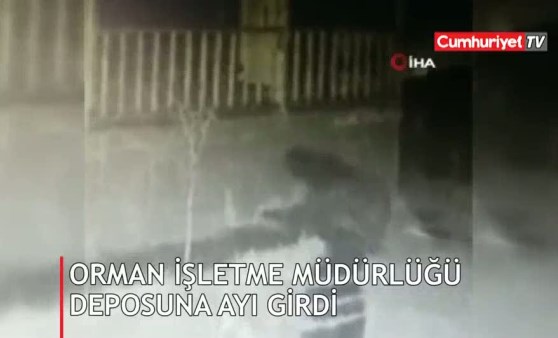 Orman İşletme Müdürlüğü deposuna ayı girdi