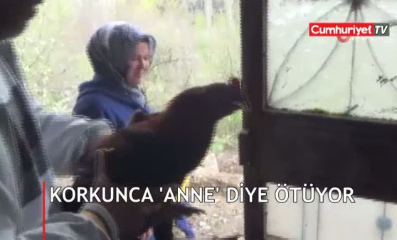 Bu horoz korkunca “anne” diye ötüyor