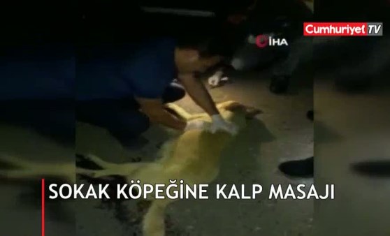 Otomobilin çarptığı sokak köpeğine kalp masajı