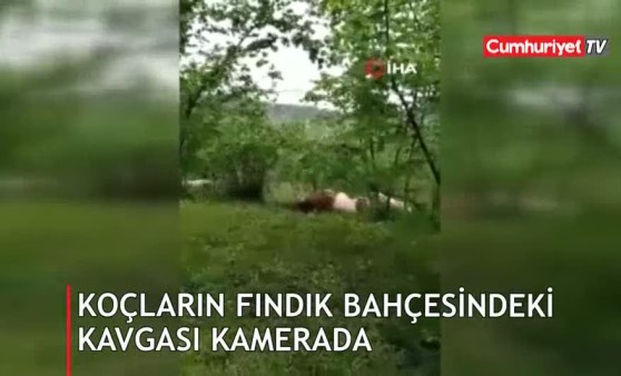 Koçların fındık bahçesindeki kavgası böyle görüntülendi