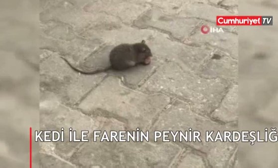 Kedi ile farenin peynir kardeşliği kamerada