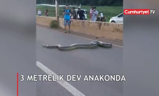 3 metrelik dev anakonda yılanı için seferber oldular! (27.04.2019)(Video Haber)