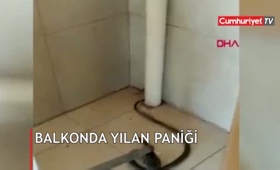 Balkonda yılan paniği mutlu sonla bitti