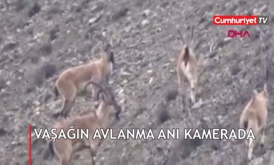 Vaşağın avlanma anı kamerada: Hedef dağ keçileri