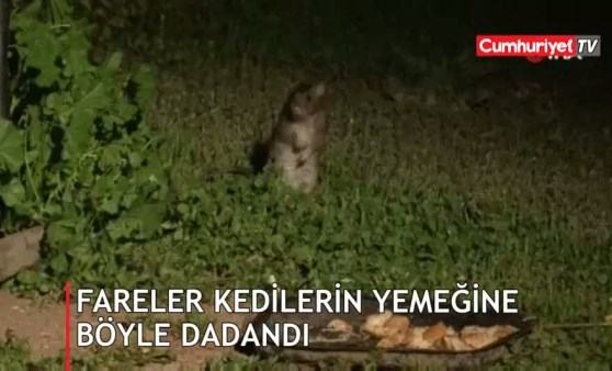 Farelerle kedilerin yemek kavgası