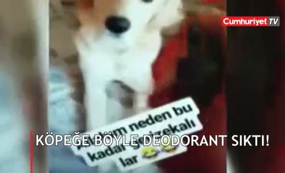 Köpeğe işkence yapıp paylaştı! Büyük tepki topladı