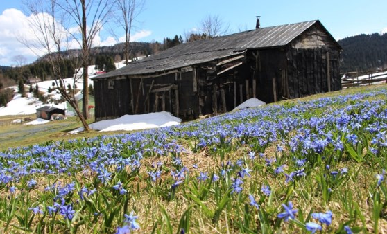 Mor Yayla'nın Mavi Yıldız çiçekleri kendini göstermeye başladı