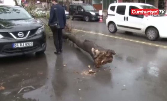 Ağaç otomobilin üzerine devrildi