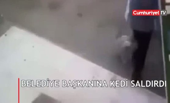 Kedi belediye başkanına saldırdı! 100 dikiş atıldı